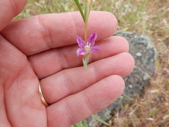 Clarkia gracilis gracilis