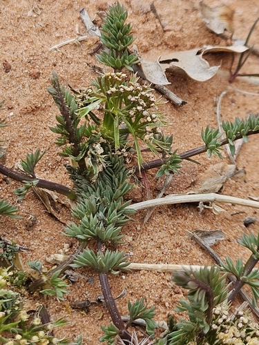 Image of Lomatium parryi by (c) willingarden, some rights reserved (CC BY)