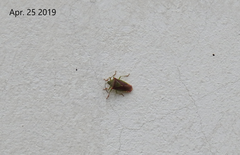 Acanthosoma spinicolle