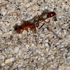 Ammophila wrightii