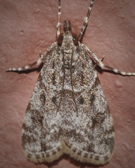 Scoparia basalis