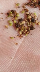 Rhynchospora microcarpa