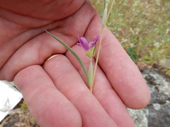 Clarkia gracilis gracilis