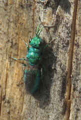 Chrysura