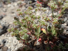 Chorizanthe diffusa