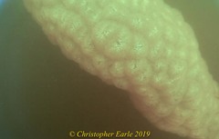 Pectinatella magnifica