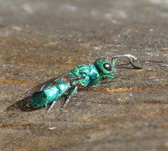 Chrysura
