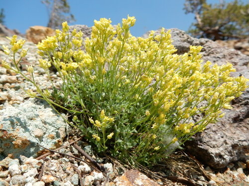 Ball Draba (Draba sphaeroides)