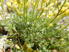 Draba sphaeroides, photograph (c) Matt Lavin, some rights reserved (CC BY)