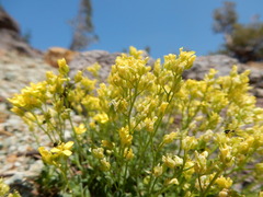 Draba sphaeroides
