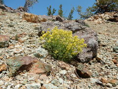 Draba sphaeroides, photograph (c) Matt Lavin, some rights reserved (CC BY)