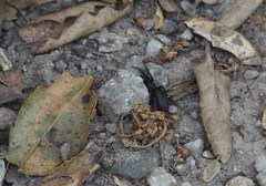 Zelotes puritanus