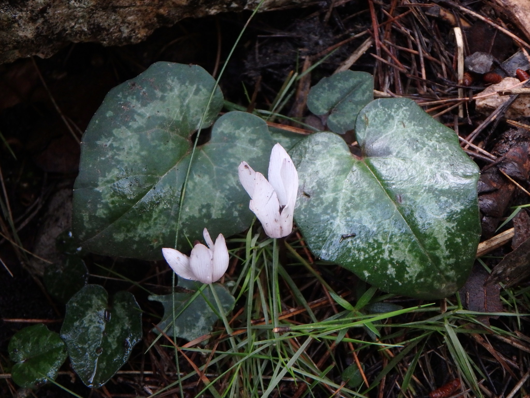 Cyclamen balearicum