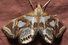 Chrysendeton medicinalis