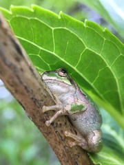 Hyla japonica
