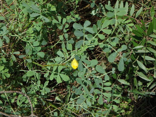 Hippocrepis balearica, photograph 5