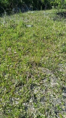 Rhynchospora microcarpa