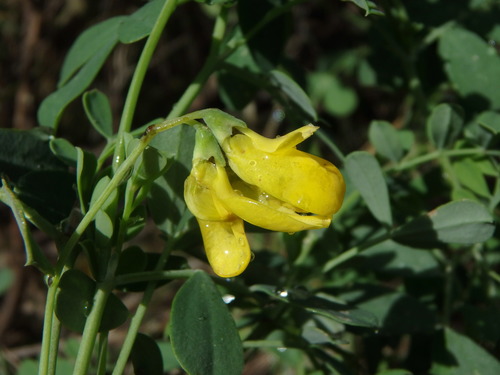 Hippocrepis balearica, photograph 2