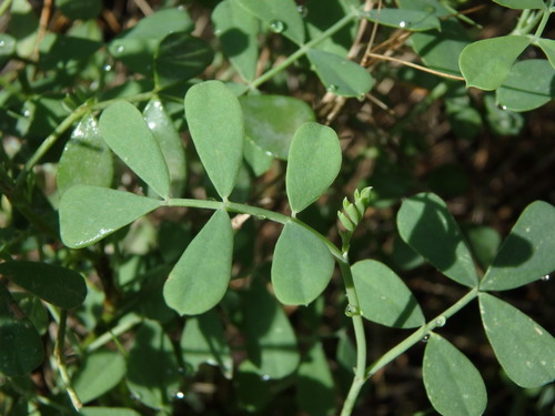 Hippocrepis balearica, photograph 3