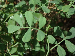 Hippocrepis balearica