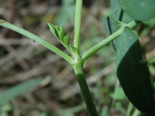 Hippocrepis balearica, photograph 4