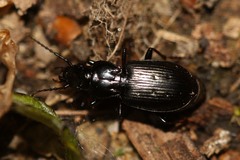 Pterostichus oblongopunctatus