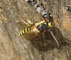 Sapygidae