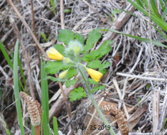 Chelidonium asiaticum