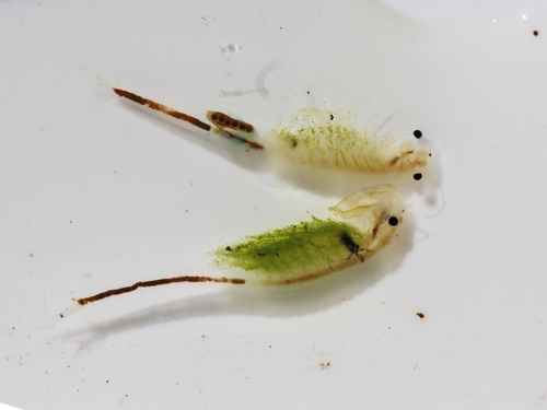 Tanymastigites