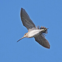 South American Snipe photo 4