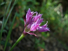 Allium peninsulare