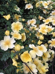 Rosa canina