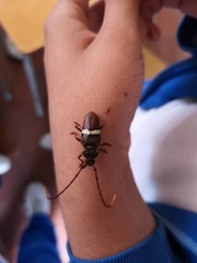 Deretrachys juvencus