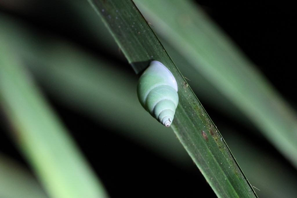 Leiostracus perlucidus