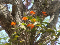 Guarianthe aurantiaca