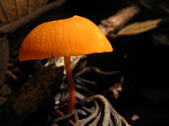 Marasmius cladophyllus