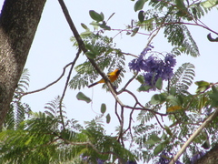 Icterus pustulatus