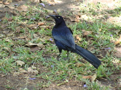 Quiscalus mexicanus