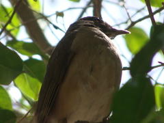Turdus assimilis
