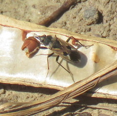 Rhyparochromus vulgaris