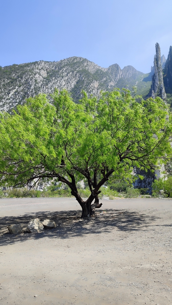 honey-mesquite-from-la-banda-66196-cdad-santa-catarina-n-l-m-xico