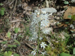 Tiarella stolonifera