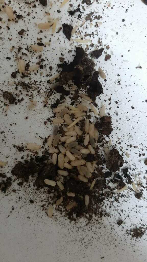 Anoplotermes banksi