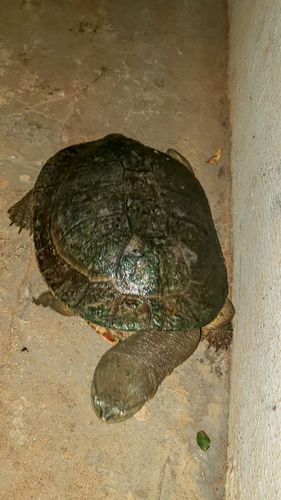 Geoffroy’s Side-necked Turtle