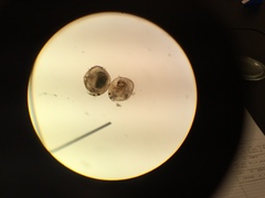 Chydoridae