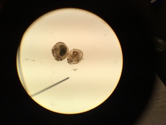 Chydoridae