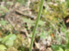 Tiarella stolonifera