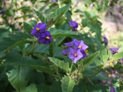Solanum clarkiae