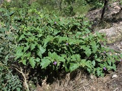 Solanum clarkiae