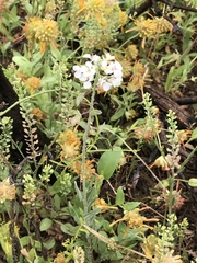 Dimorphocarpa candicans